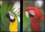 Papegøjer i og ude af fokus